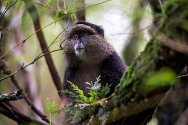 golden monkey in mgahinga