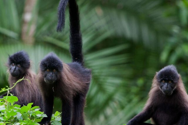 golden monkeys