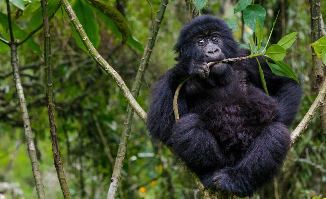 3 Days Rwanda To Uganda Gorilla Trekking Excursion
