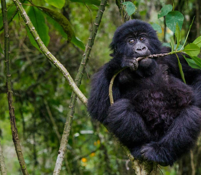 3 Days Rwanda To Uganda Gorilla Trekking Excursion