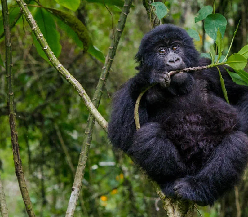 3 Days Rwanda To Uganda Gorilla Trekking Excursion