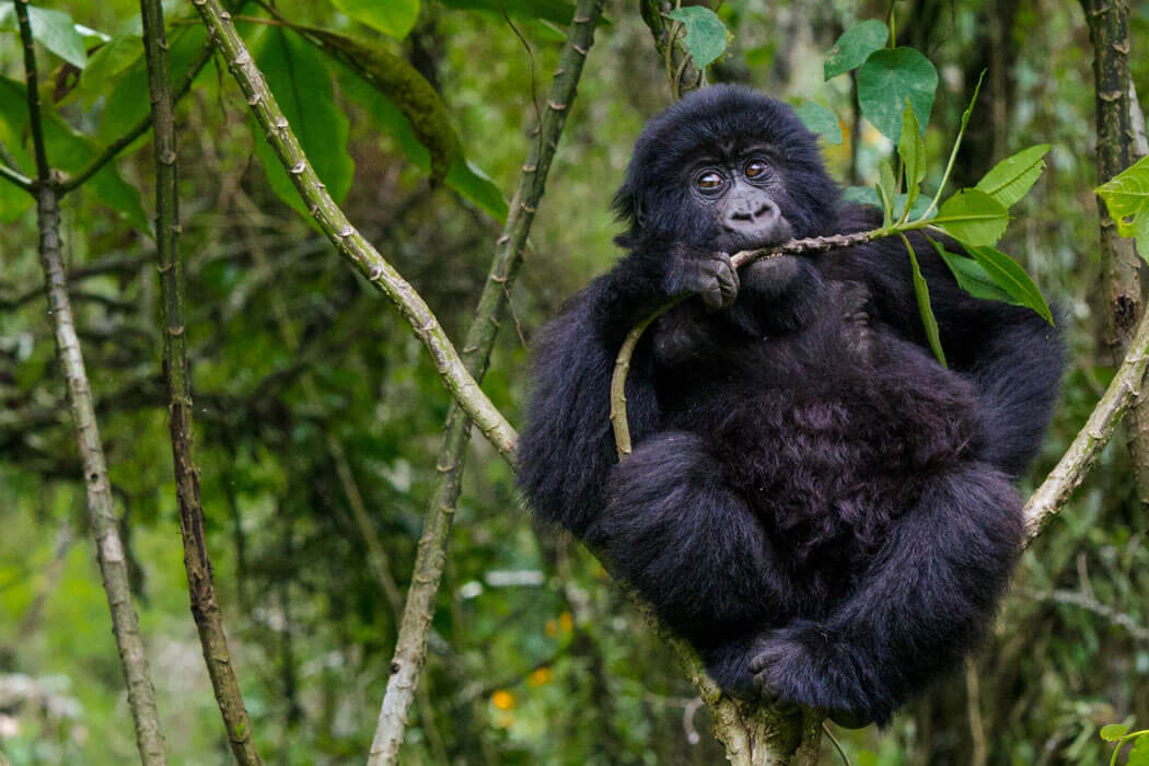 Rwanda To Uganda Gorilla Trekking