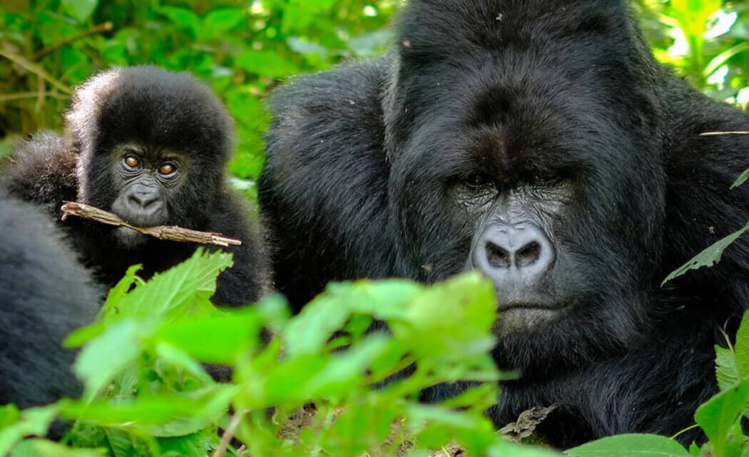 How Do Gorillas Sleep? Sleeping Nests & Patterns