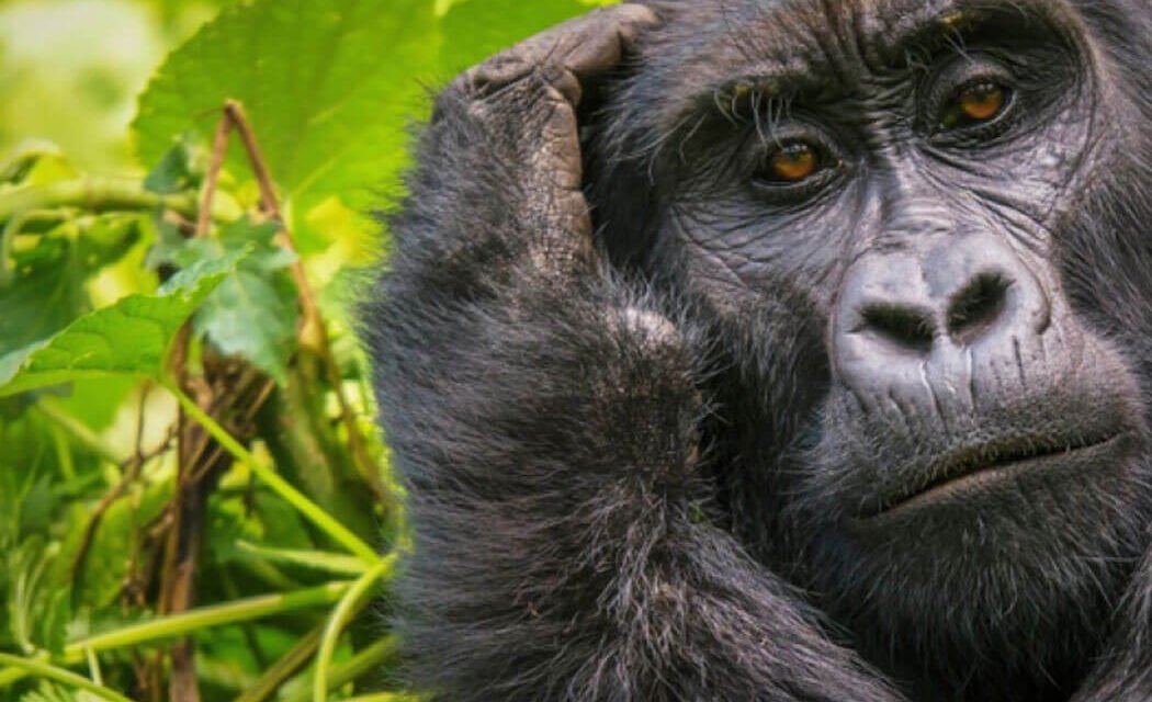 Gorilla Habituation Experience. Everything you need to know