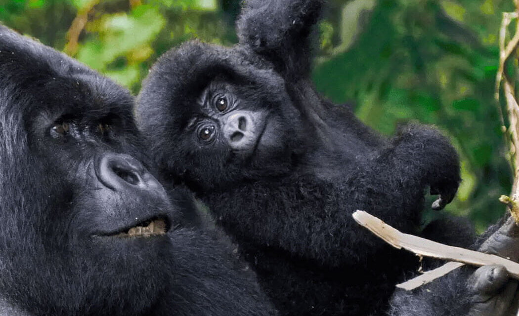 21 Days Around Uganda Safari