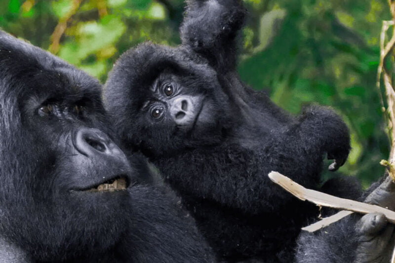 21 Days Around Uganda Safari