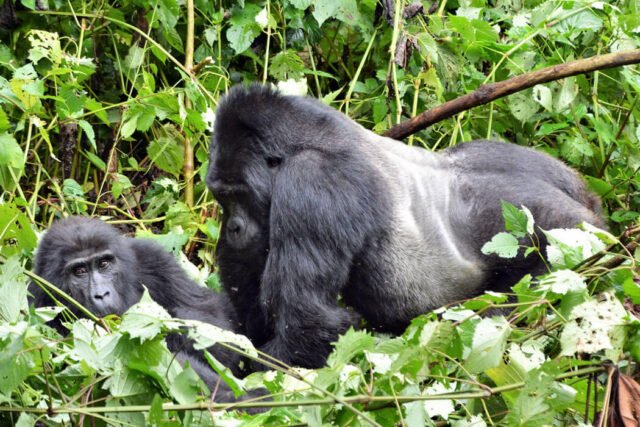 gorillas in forest