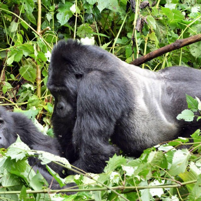 gorillas-in-forest gorillas-in-forest