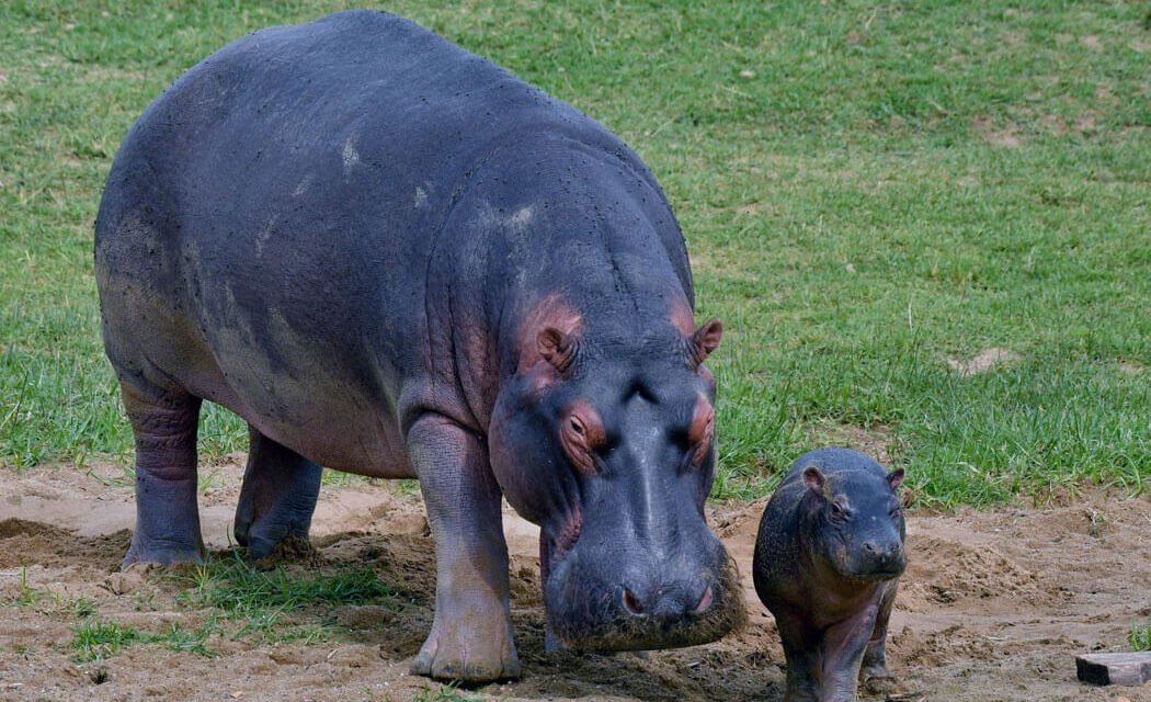 35+ Fun Facts About Hippos. More dangerous than a lion?