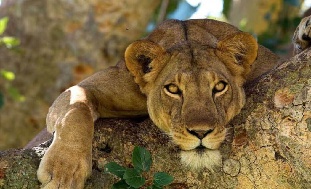 5 Days Budget Game and Gorilla Tour Of Uganda