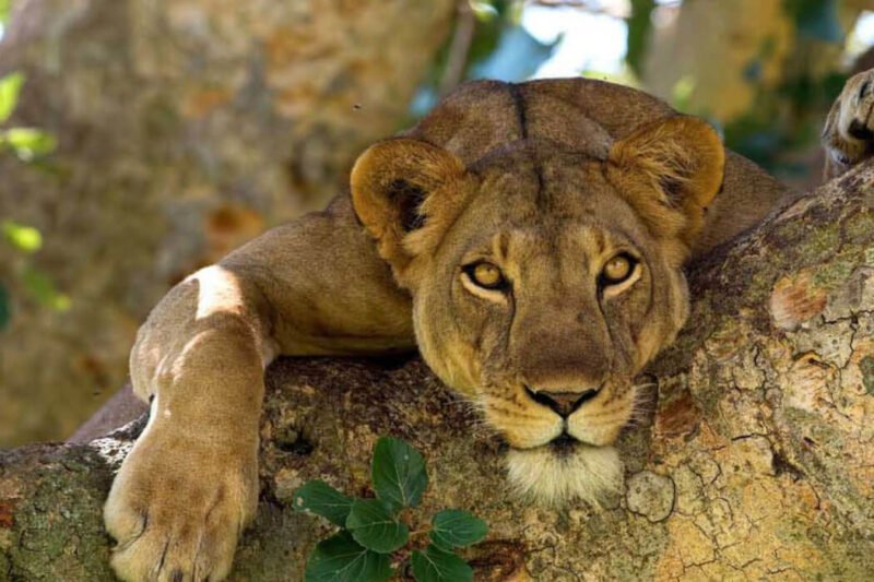 5 Days Budget Game and Gorilla Tour Of Uganda