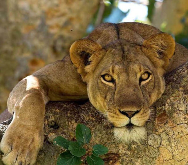 5 Days Budget Game and Gorilla Tour Of Uganda