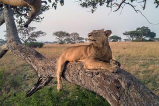 ishasha-lion ishasha-lion