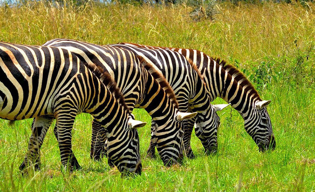 5 Days Kidepo Wildlife Safari