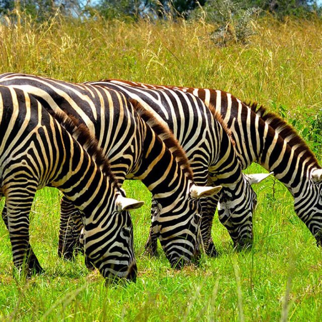 Kidepo Wildlife safari Kidepo Wildlife safari