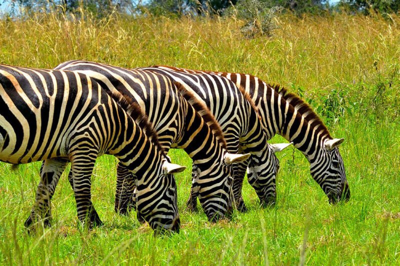 5 Days Kidepo Wildlife Safari