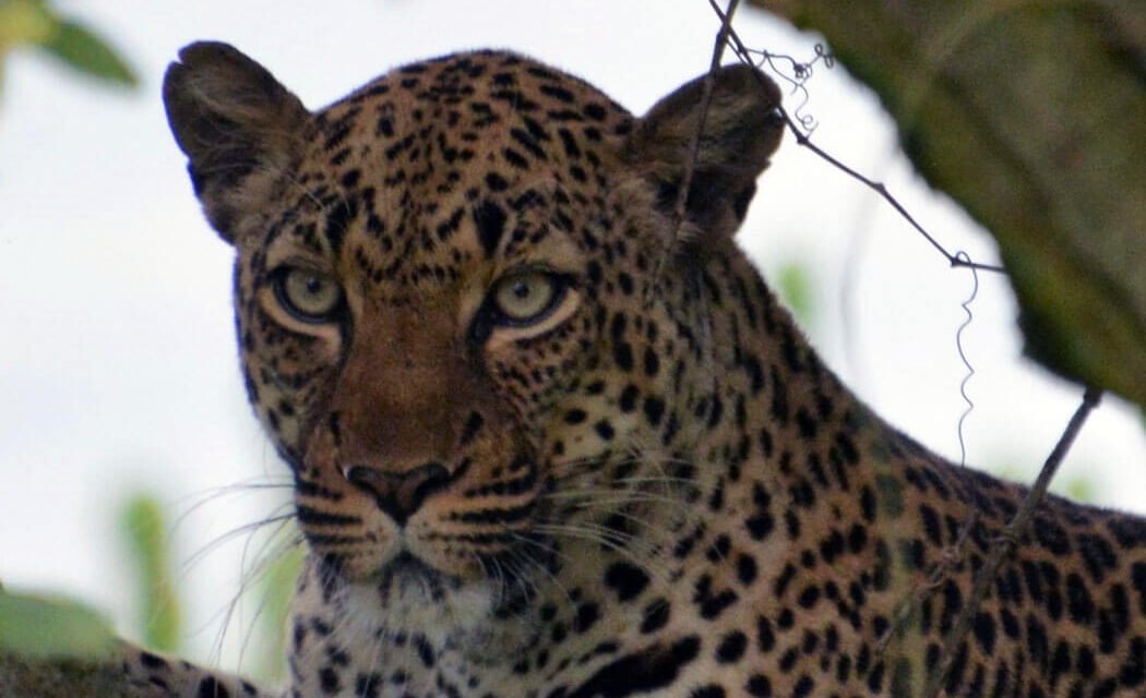 14 Days Best of Uganda Wildlife Gorilla Safari