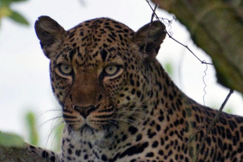 14 Days Best of Uganda Wildlife Gorilla Safari