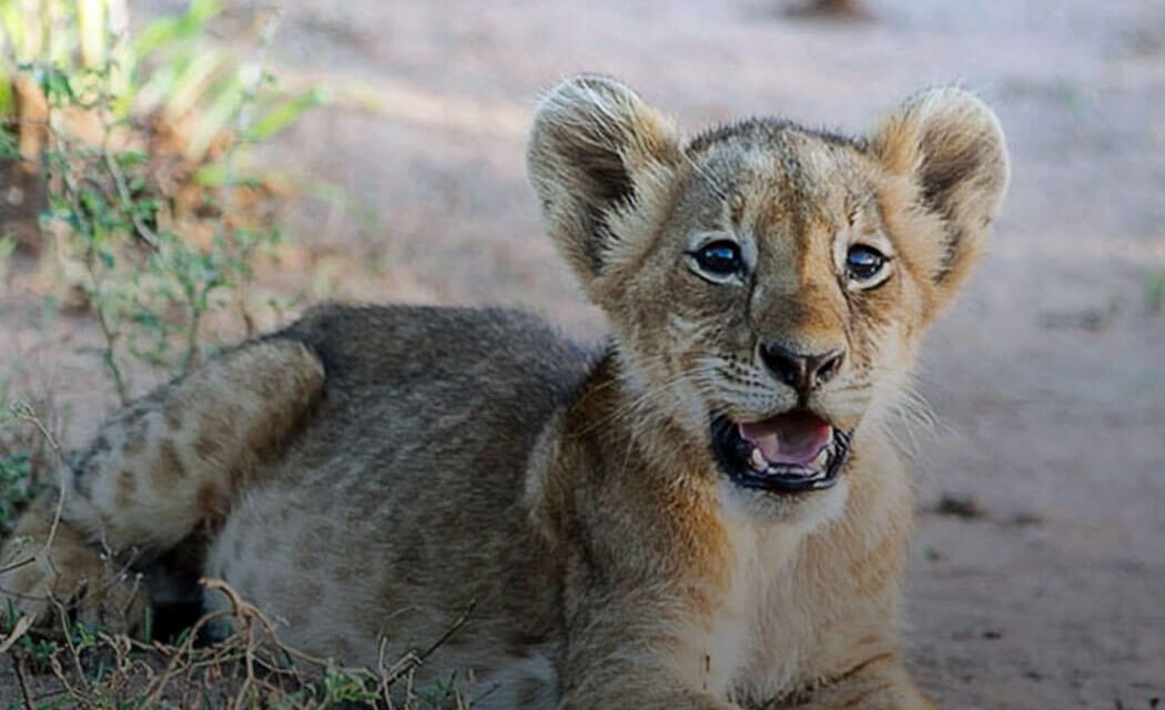 7 Days Uganda Safari Special