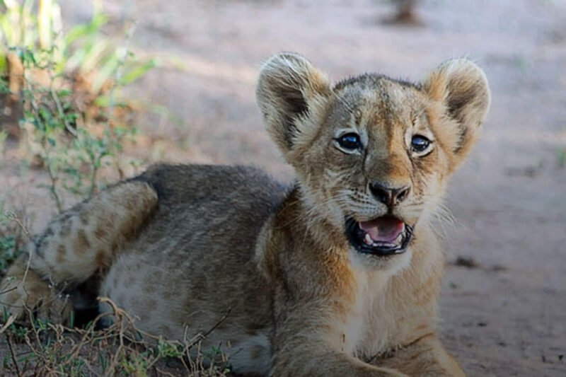 7 Days Uganda Safari Special