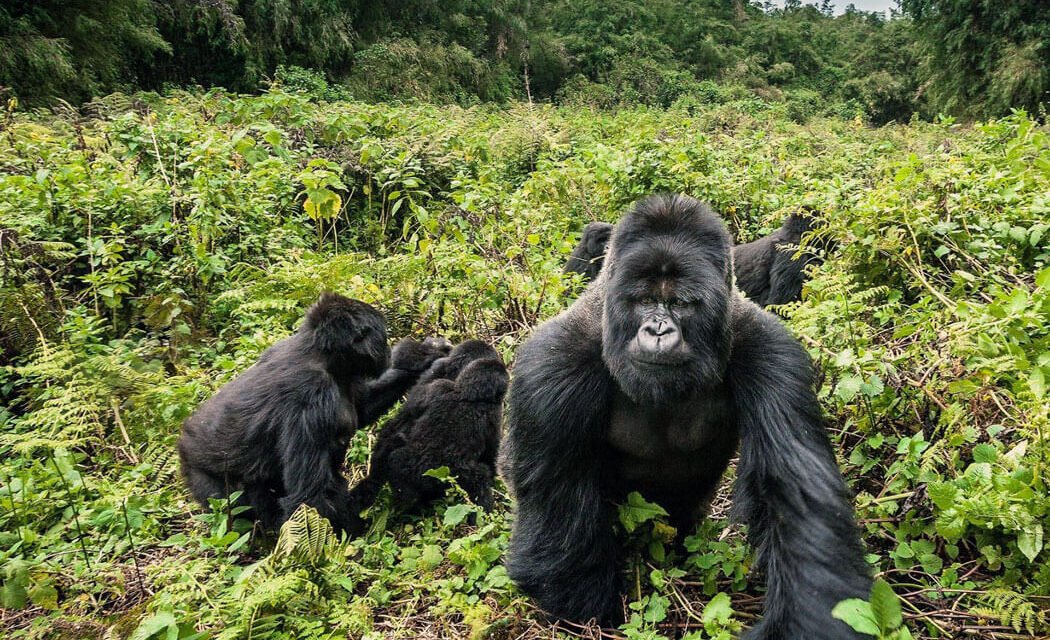 5 Days Uganda Gorilla Tracking Safari (2X Trekking)