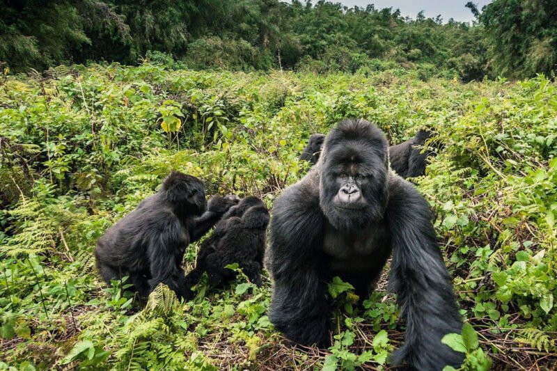 5 Days Uganda Gorilla Tracking Safari (2X Trekking)