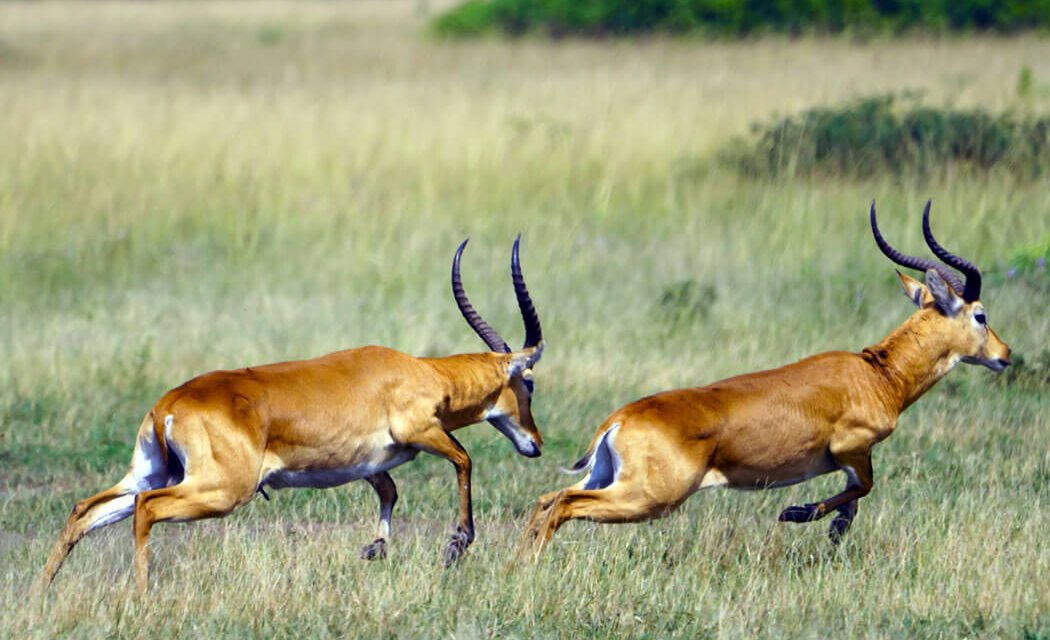 Uganda Kob Facts. The Symbol of Abundant Wildlife In Uganda
