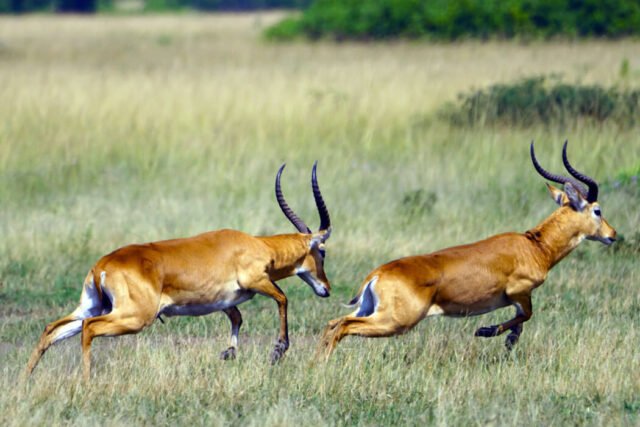 running ug kobs