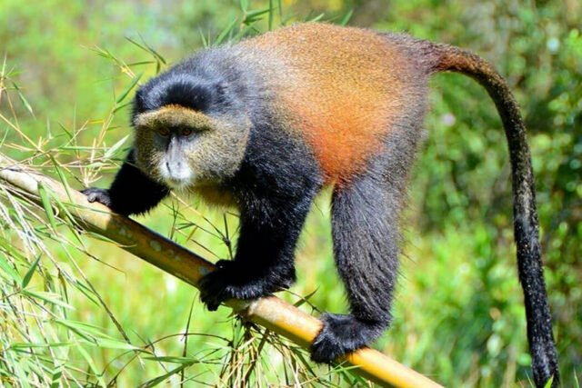 rwanda golden monkey