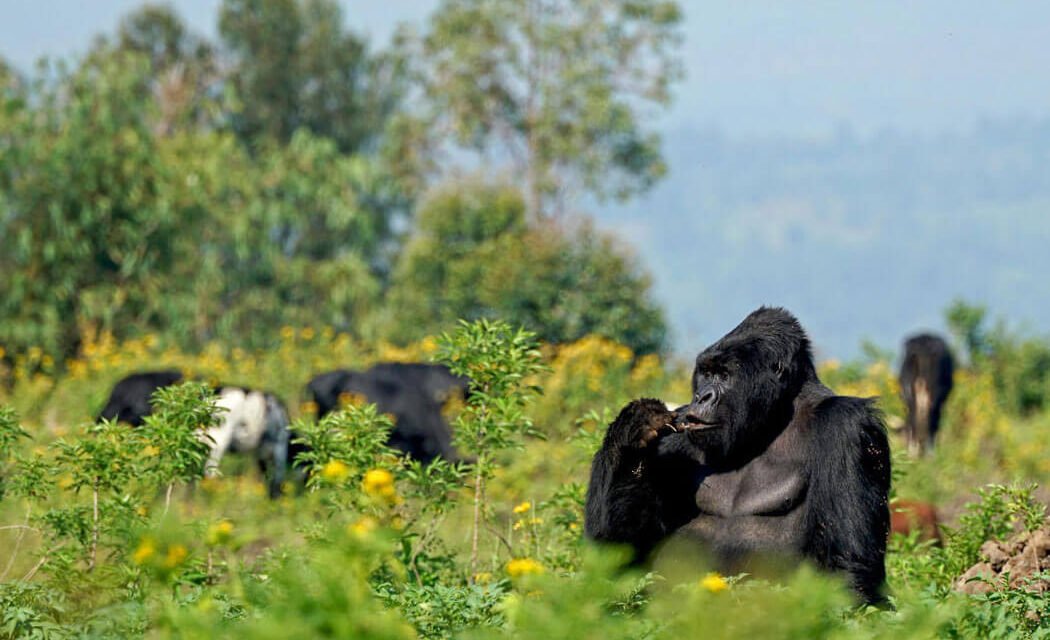 2 Days Rwanda Gorilla Trekking