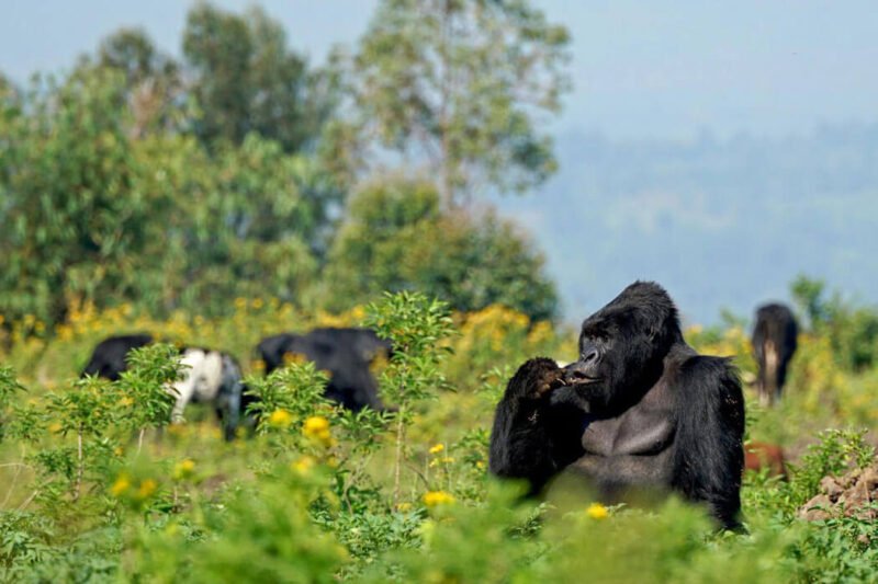 2 Days Rwanda Gorilla Trekking