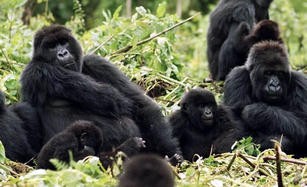 4 Days Rwanda Tour of Gorillas & Golden Monkeys