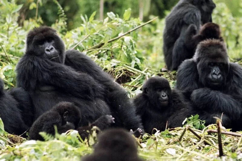 4 Days Rwanda Tour of Gorillas & Golden Monkeys