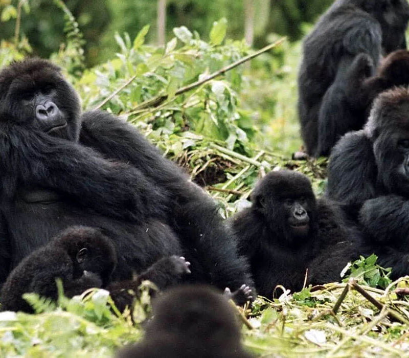 4 Days Rwanda Tour of Gorillas & Golden Monkeys