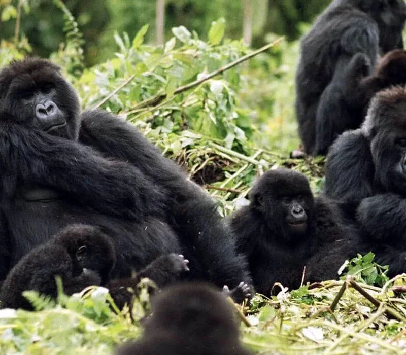 4 Days Rwanda Tour of Gorillas & Golden Monkeys