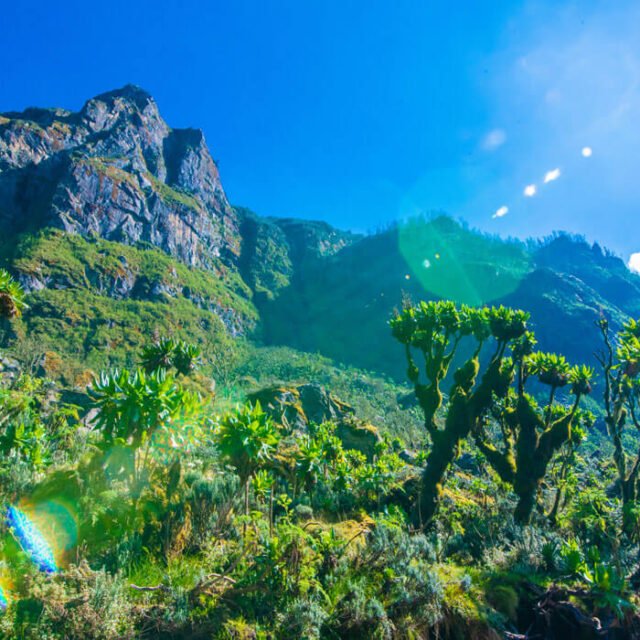 rwenzori-veg rwenzori-veg