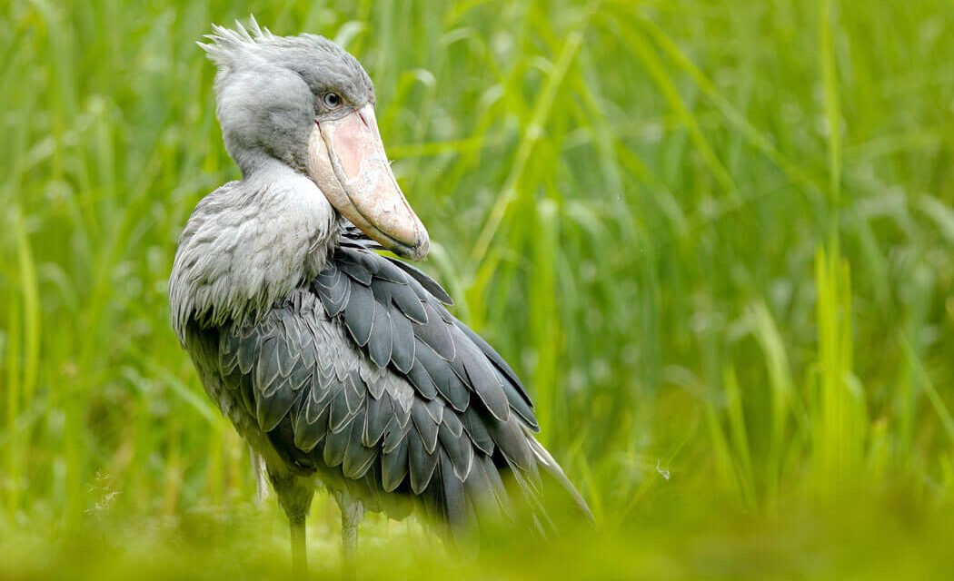 1 Day Shoebill Birding Tour In Mabamba Swamp