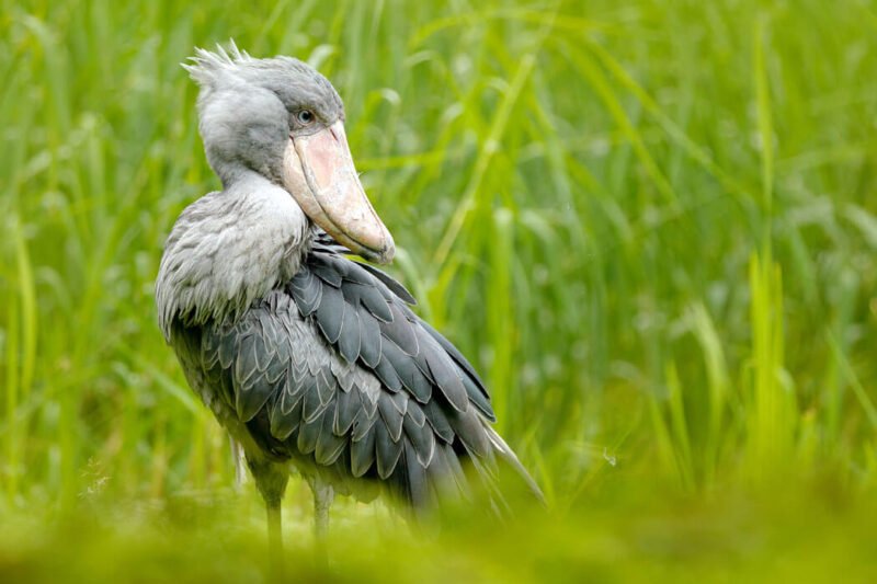 1 Day Shoebill Birding Tour In Mabamba Swamp