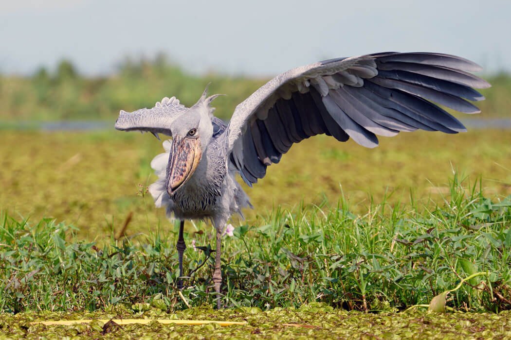 shoebill
