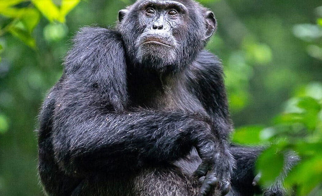 Chimpanzee Facts. Important things to know about our CLOSEST Cousins