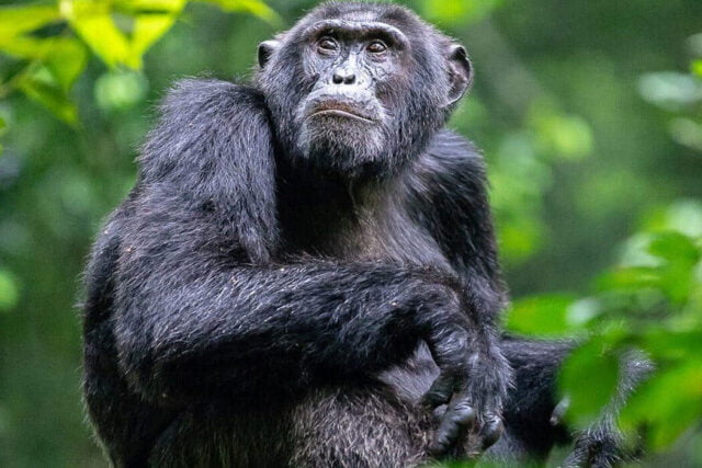 Chimpanzee Facts