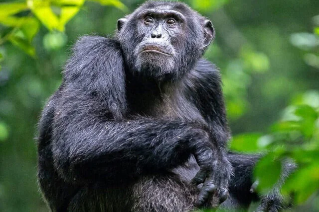 Facts about Chimpanzees