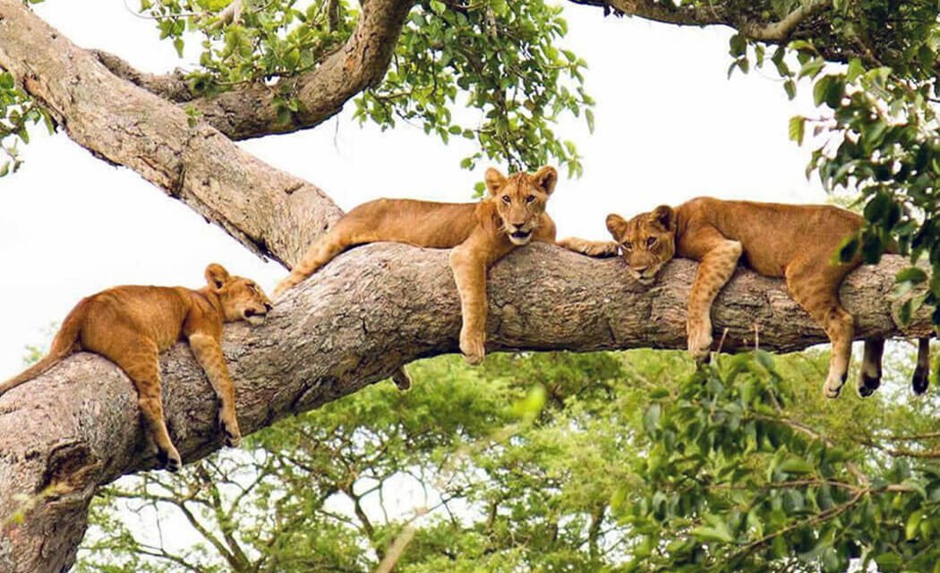 Tree Climbing Lions of Ishasha. Uganda’s strange lions
