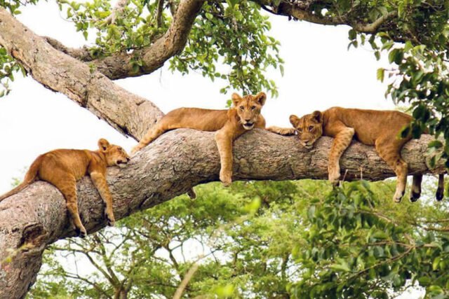 Tree climbing lions