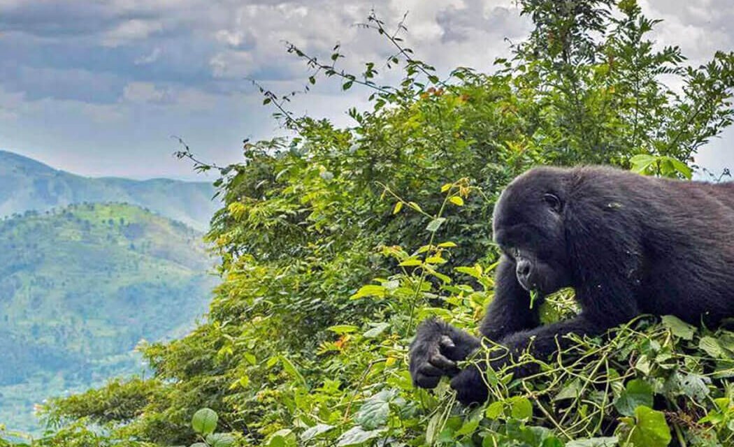 11 Days Uganda Rwanda Safari
