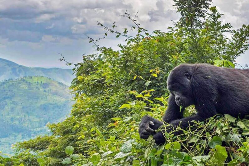 11 Days Uganda Rwanda Safari