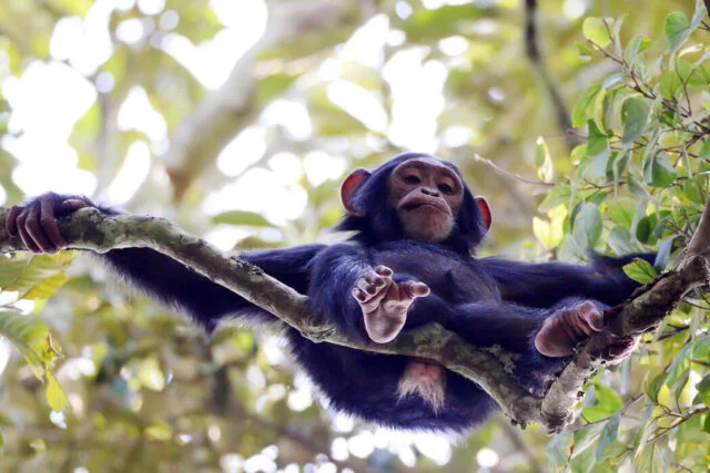 infant chimp