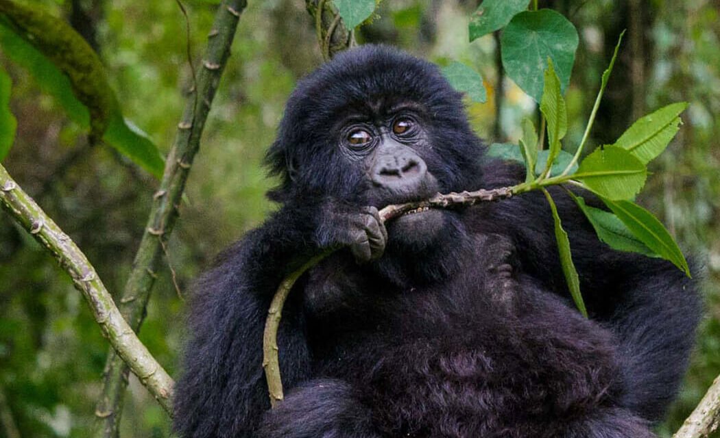 5 days Gorilla tracking and Wildlife safari in Uganda