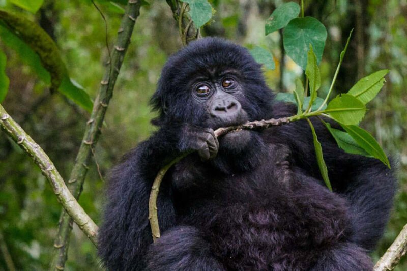 5 days Gorilla tracking and Wildlife safari in Uganda