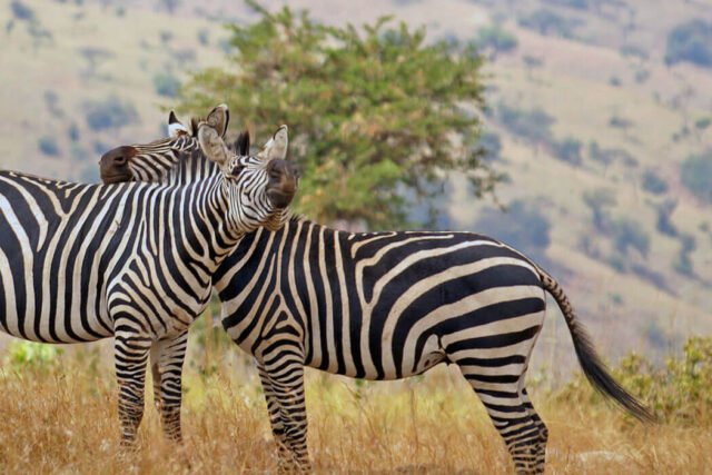 Zebra Facts